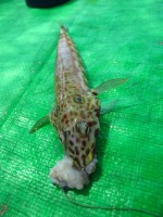 /album/photogallery-ngwe-saung-beach/wer-17-jpg/